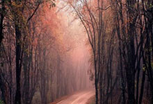 大黄蜂客场奏凯歌,恩梅查双响率(lǜ)多特欧冠兩(liǎng)連(lián)胜